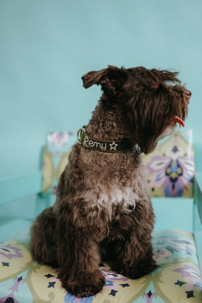 Hunter Velvet hand embroidered on terrier