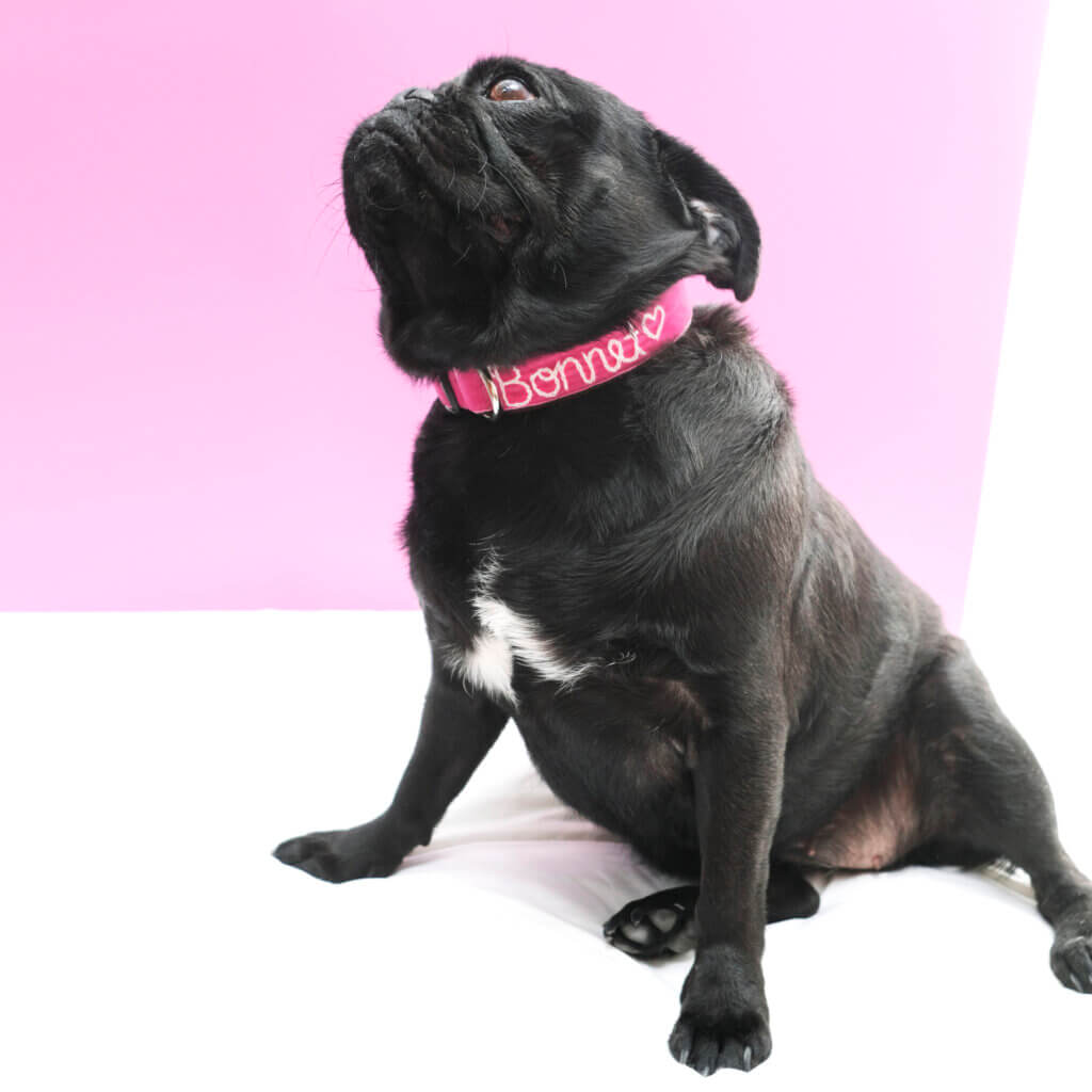 pug pink embroidered dog collar Zoe