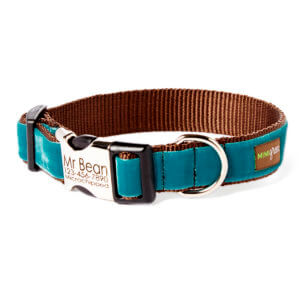 blue engraved dog collar