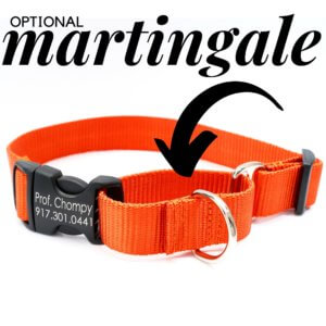 orange martingale dog collar