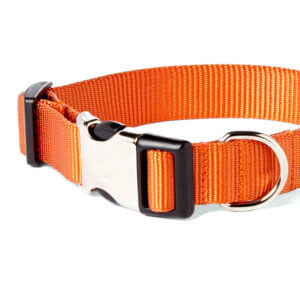 pumpkin orange dog collar detail