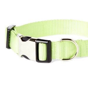 lime dog collar detail