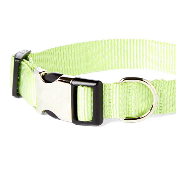 lime dog collar detail