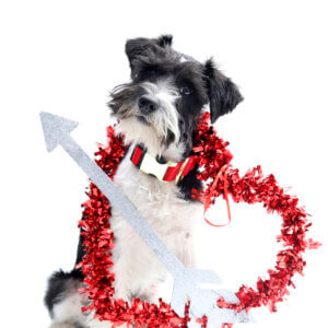 red schnauzer dog collar