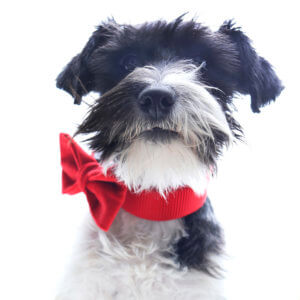 schnauzer red bow tie for collar
