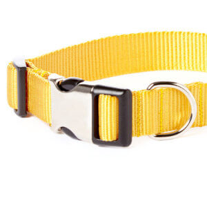 yellow dog collar