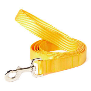 yellow dog leash