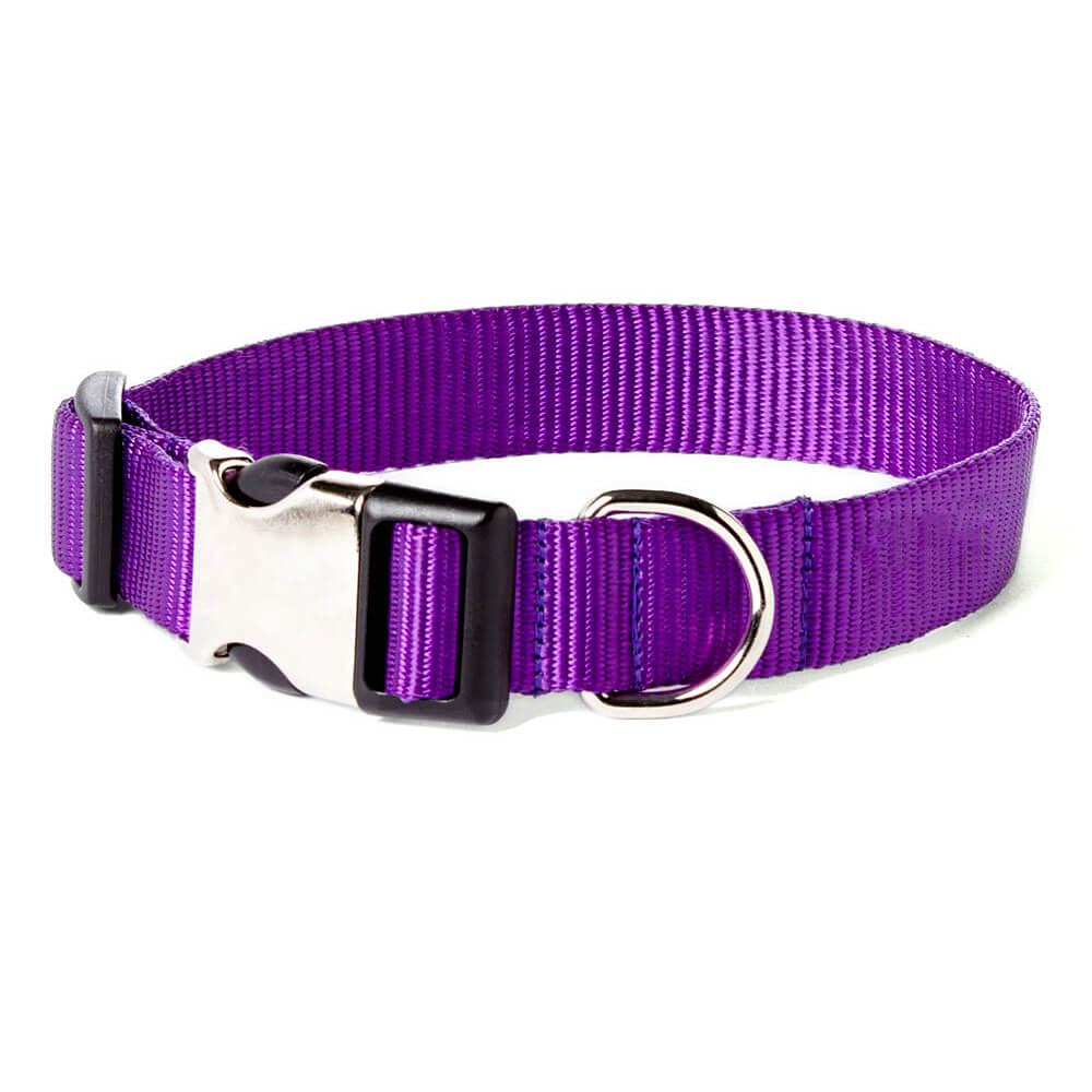 purple dog collar