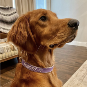 golden retriever in violet velvet hand embroidered