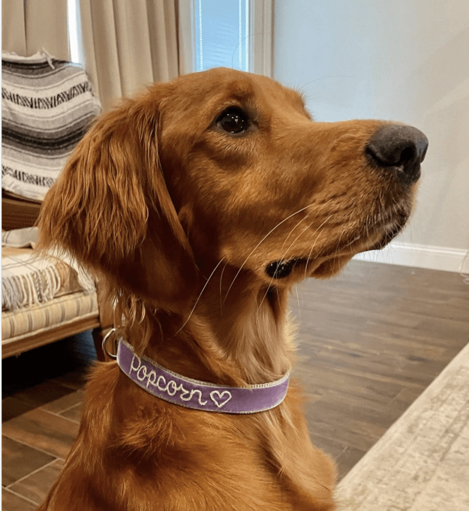 golden retriever in violet velvet hand embroidered