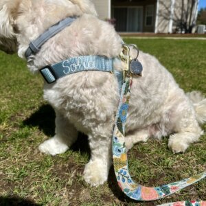 dolphin harness and canvas leash