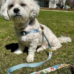 poodle in embroidered harness