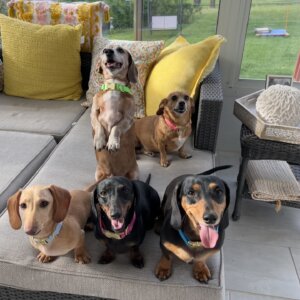 Dachshunds in webbing collars