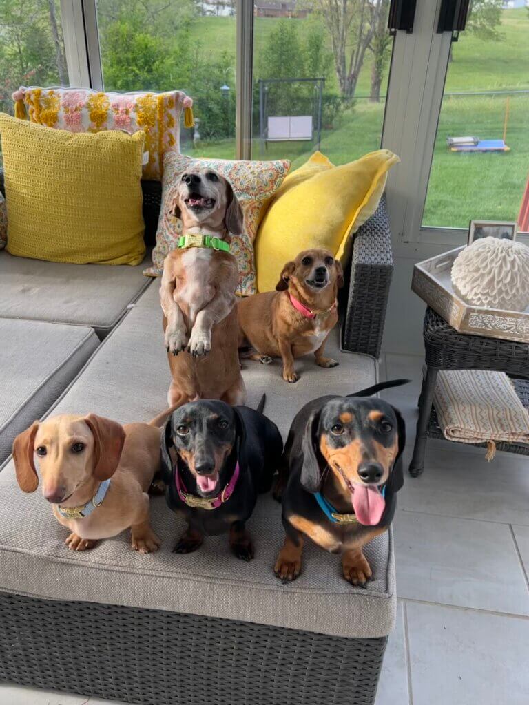 Dachshunds in webbing collars