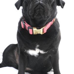 brass hybrid engraved buckle dog collar