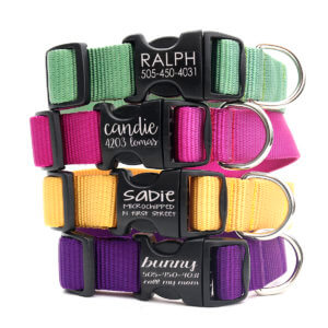 engraved webbing dog collars plastic buckle