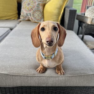 weiner dog in nylon dolphin