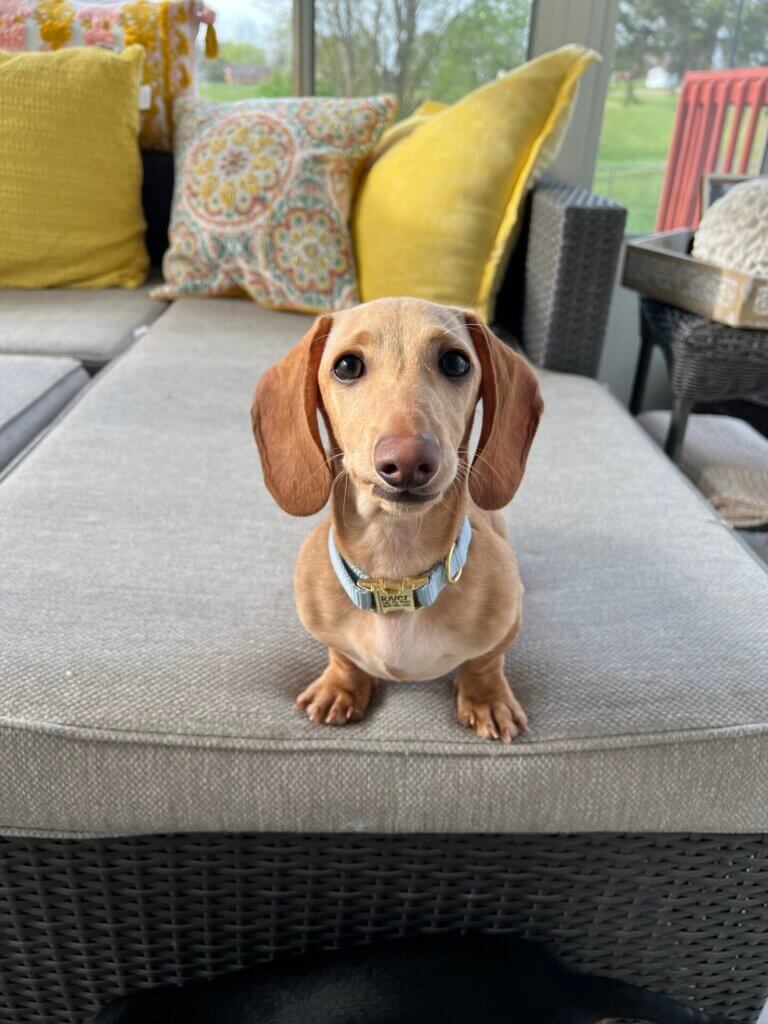 weiner dog in nylon dolphin