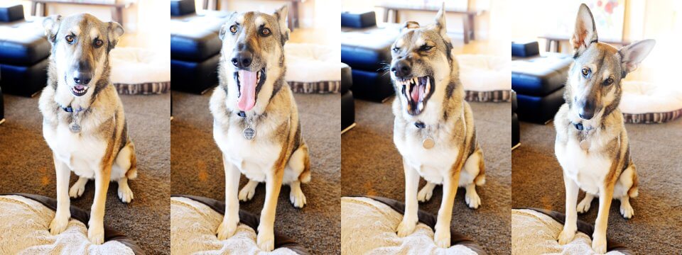 jones german shepherd jones german shepherd