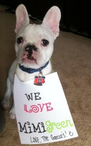 Louie French Bulldog Louie French Bulldog