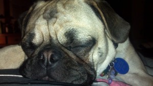 stella pug stella pug