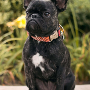 french bulldog dog collar