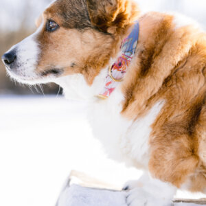 corgi in amelia rose floral laminated collar