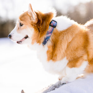 Rainbow Laminated Dog Collar on Corgi