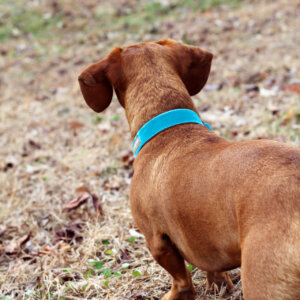 Ammo zack velvet collar teal