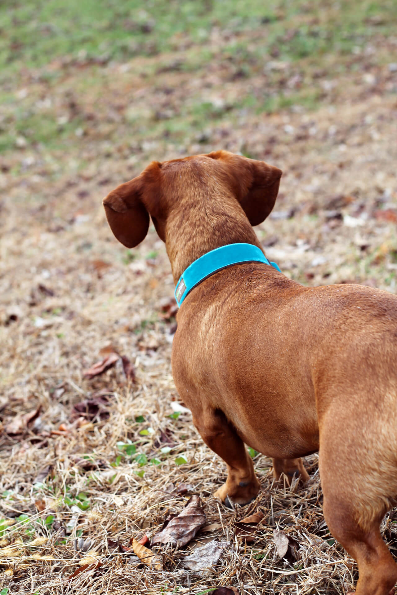 Ammo zack velvet collar teal