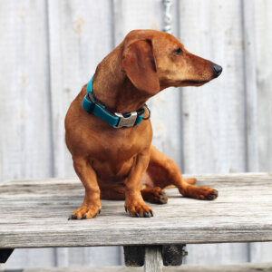 dachshund Dog by barn sitting on a table zack teal
