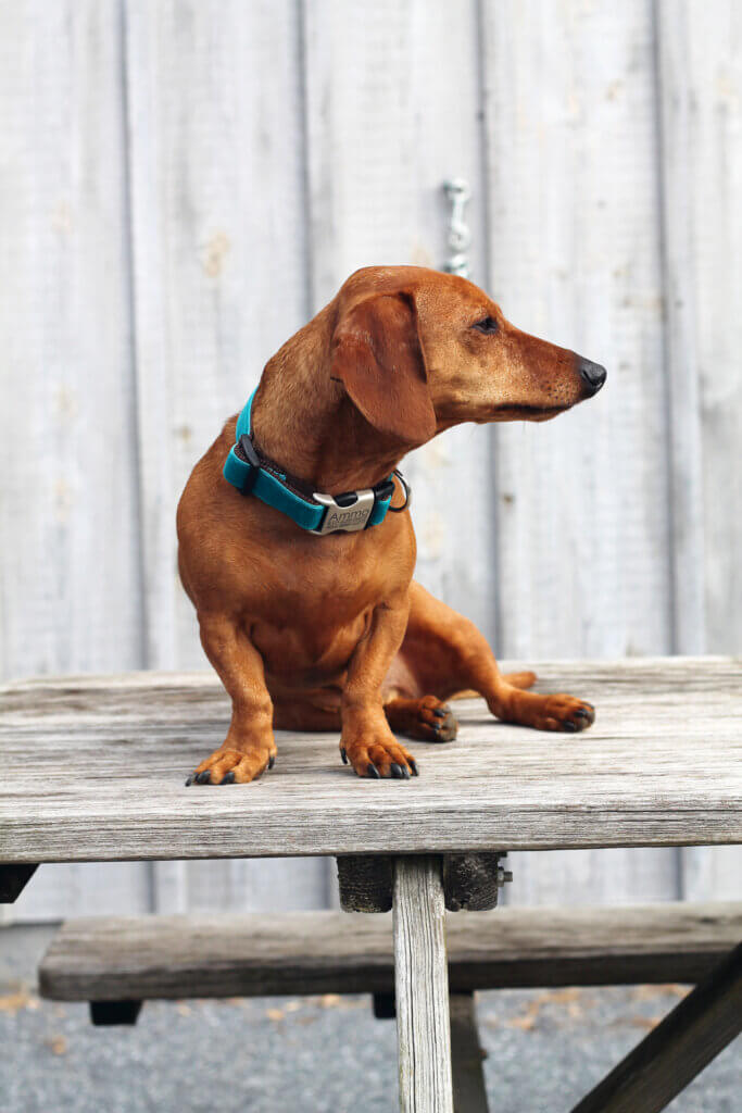 dachshund Dog by barn sitting on a table zack teal