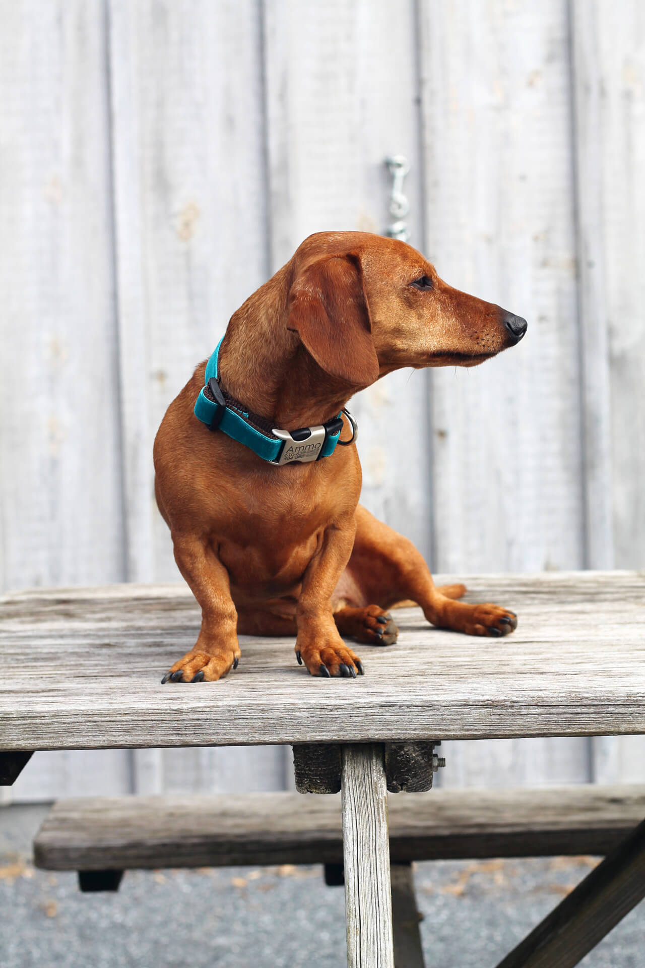 dachshund Dog by barn sitting on a table zack teal