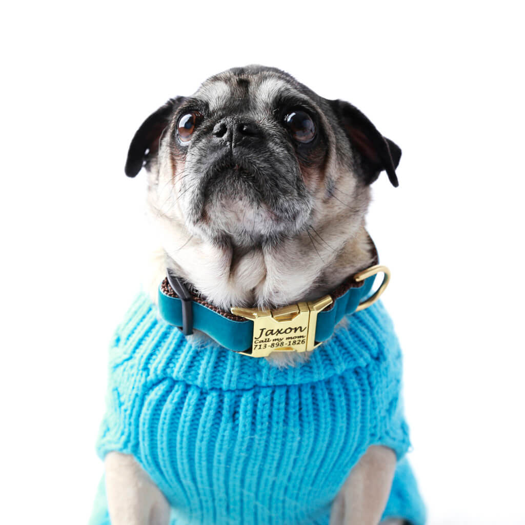 teal velvet dog collar on pug