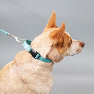 fox in teal nylon martingale collar heeler