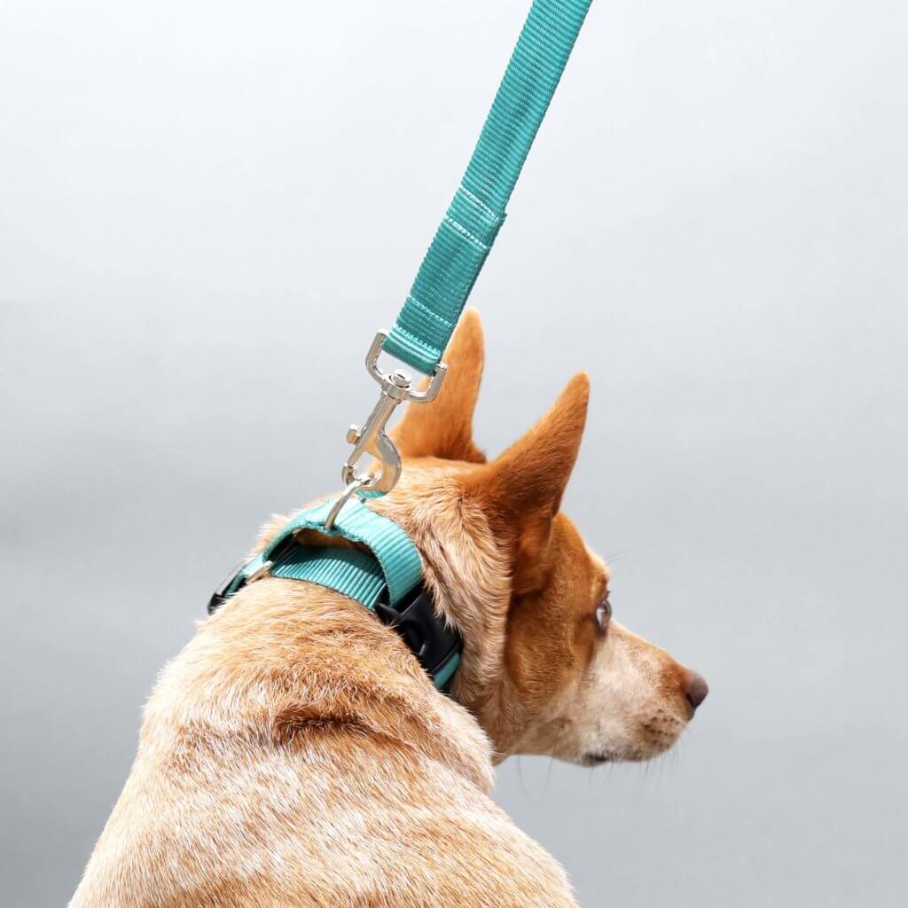 fox in teal nylon martingale collar 3
