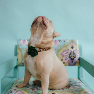 Frenchie in Leopard print collar and poppy