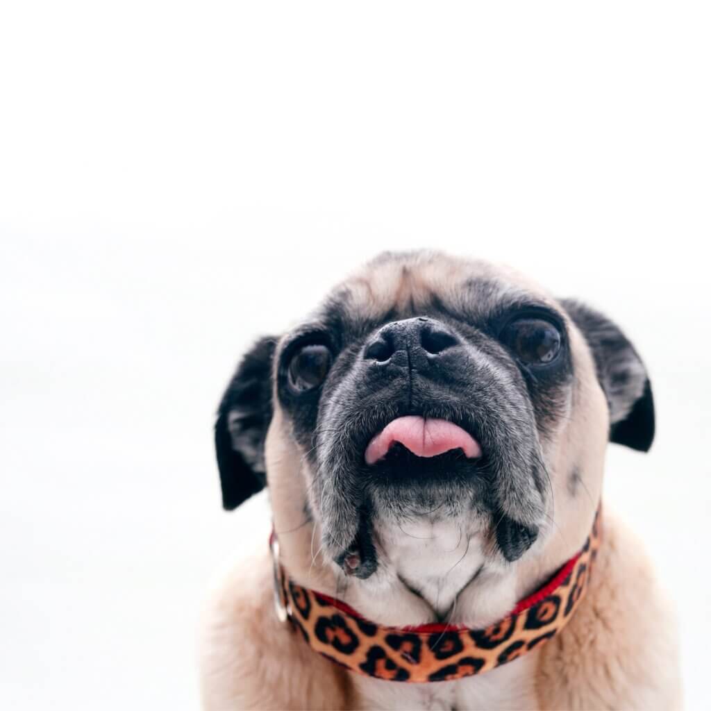 bunny leopard velvet square