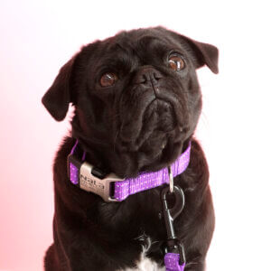 pug purple refelctive dog collar engraved closeup