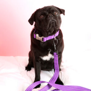 pug purple reflective dog collar engraved square