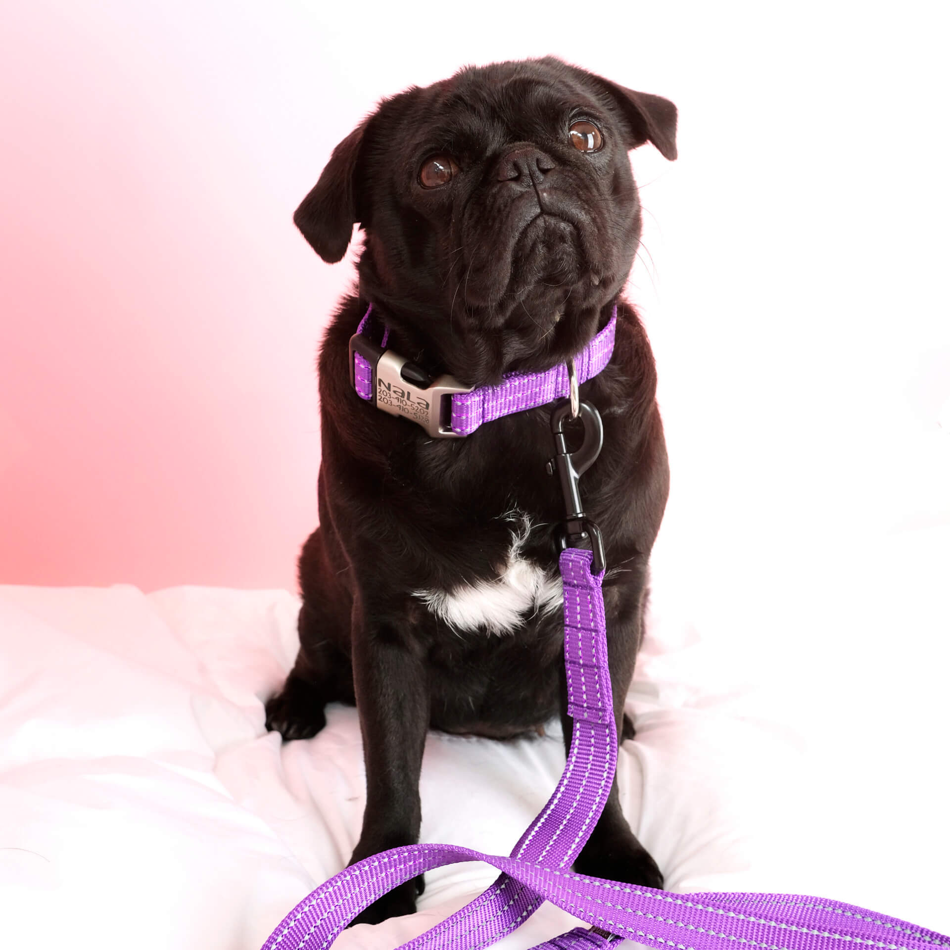 pug purple reflective dog collar engraved square