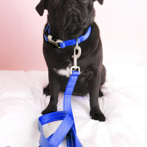 pug royal blue reflective dog collar engraved