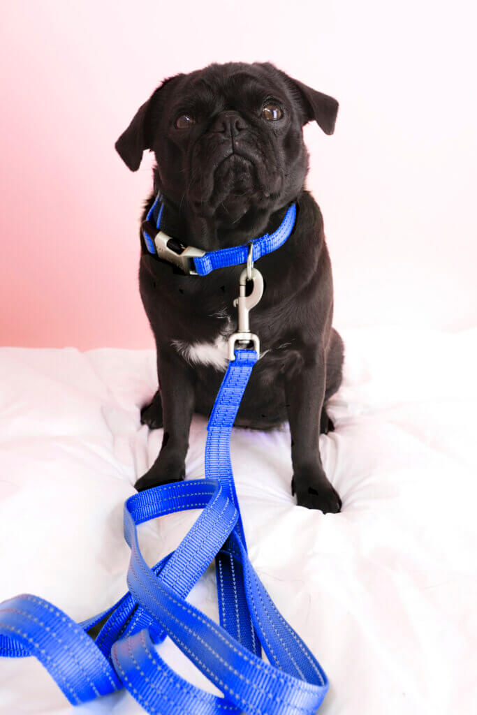 pug royal blue reflective dog collar engraved