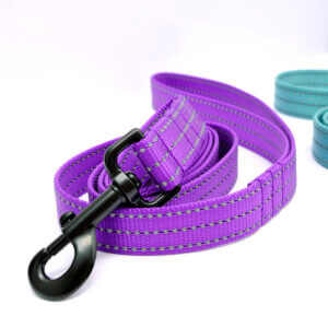 reflective purple nylon webbing leash