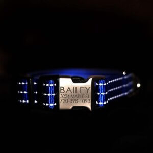 royal blue reflective hybrid buckle collar