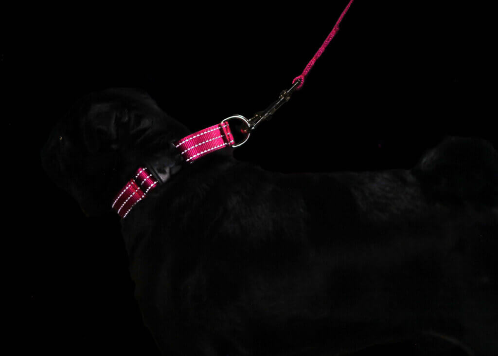 seasame nylon reflective collar dark no engraving