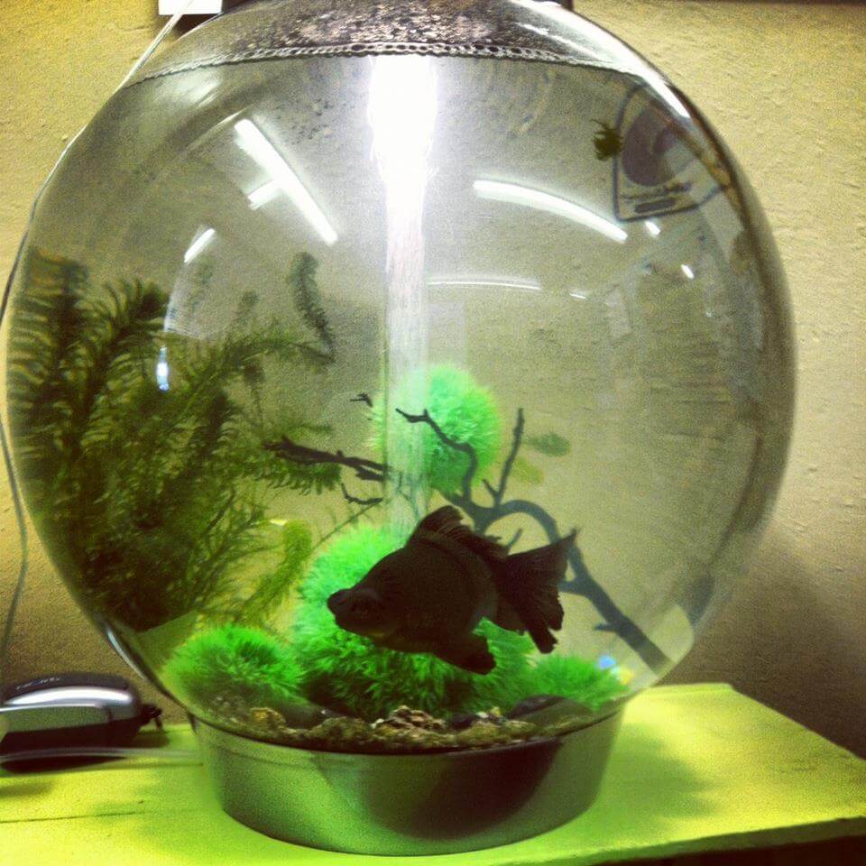 Kermie, black moor in his Biorb Kermie, black moor goldfish in his Biorb
