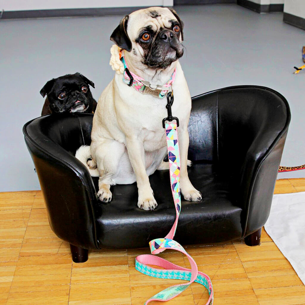 pug photo bomb