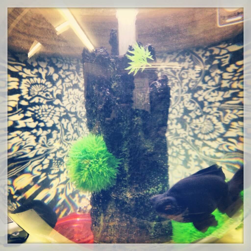 Kermie, black moor black moor