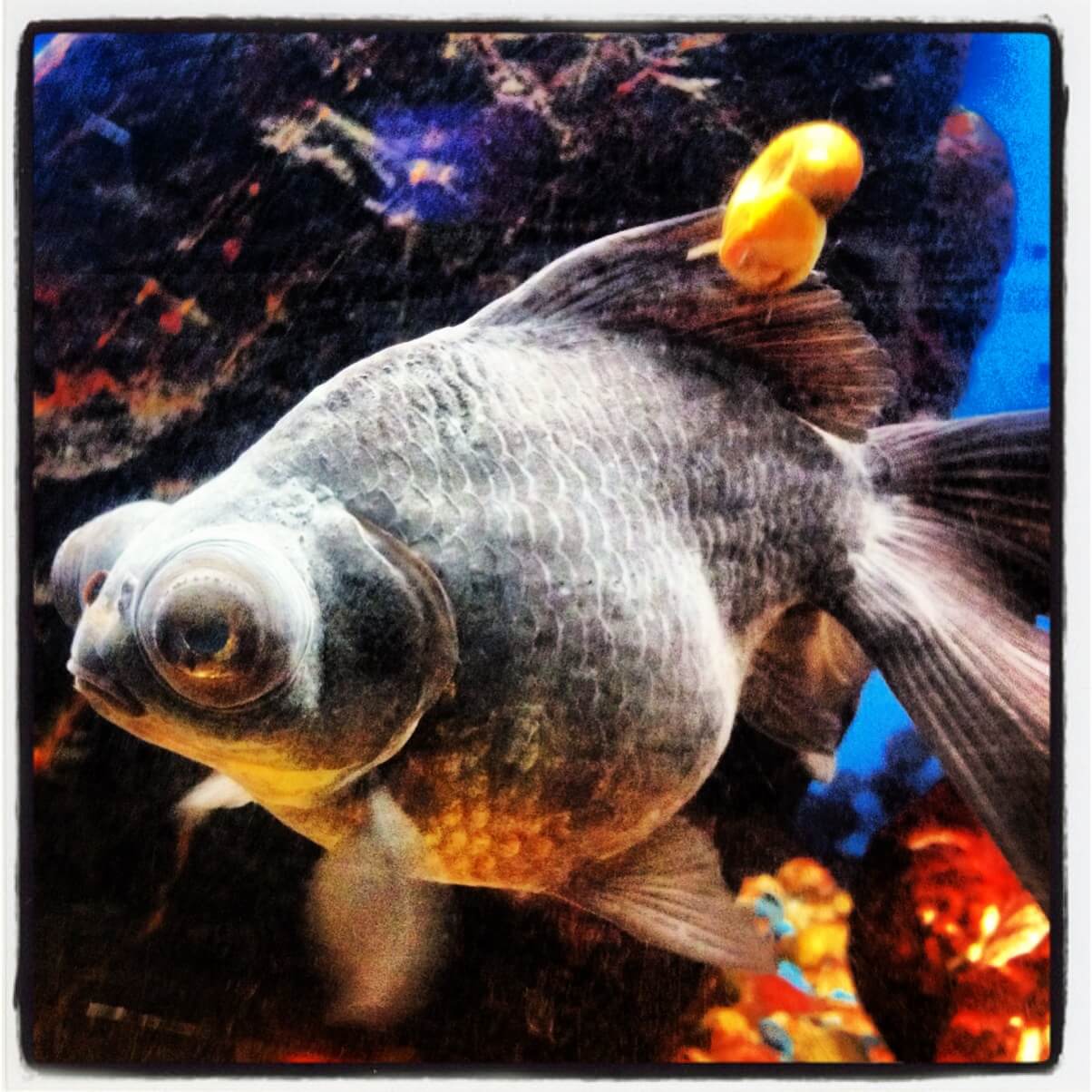 Kermie Black Moor Goldfish Kermie Black Moor Goldfish
